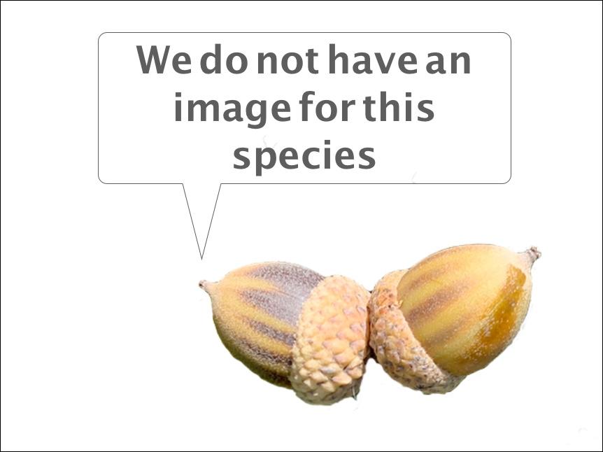 missing image of Prunus hortulana
